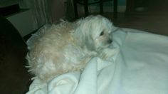 a small white dog laying on top of a blanket