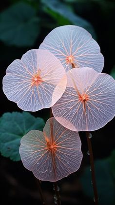 three pink flowers with green leaves in the back ground and on top of each other