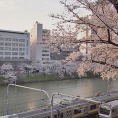 two trains passing each other on the tracks next to trees with blossoming cherry blossoms