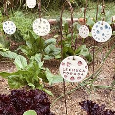 there are many plants that have been planted in the garden with name tags attached to them