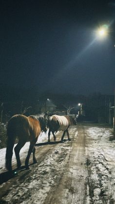 three horses walking down a snowy road at night