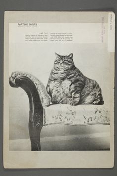 an old photo of a cat sitting on a chair