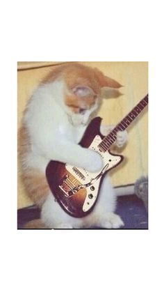 an orange and white cat playing with a guitar