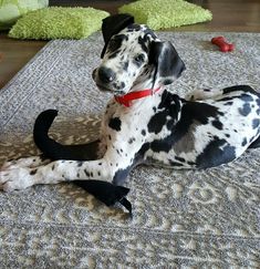 a dalmatian dog laying on the floor wearing a red collar