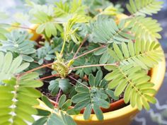 a yellow pot filled with lots of green plants