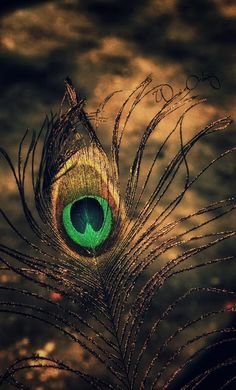 a peacock's feather with green eyes is seen in this artistic photo taken by an unknown photographer