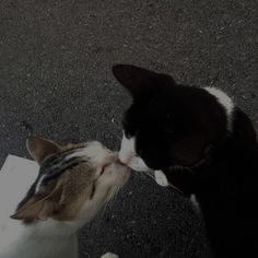 a black and white cat is kissing another cat