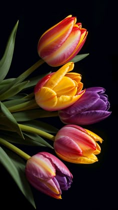 three different colored tulips on a black background