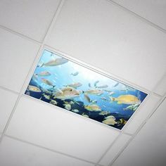 an aquarium with fish swimming in it's tank is seen through the ceiling window