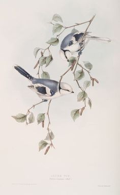 two birds sitting on top of a tree branch with leaves and berries hanging from it's branches