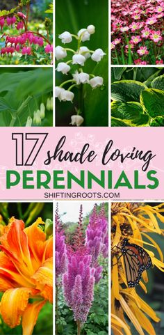 different types of flowers and plants with the words 17 shade loving perennials on them