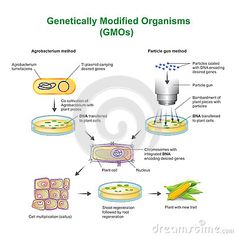 genetically modified organs gmos diagram showing the structure and function of each organ in an animal