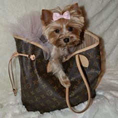 a small dog is sitting in a purse