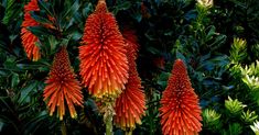 orange flowers with green leaves in the background