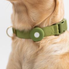 a close up of a dog wearing a green collar with a white dot on it