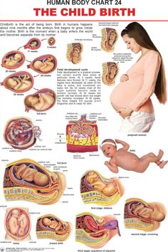 the human body chart with pictures of babies and their mother's stomachs in it