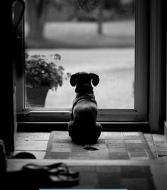 a dog sitting in front of a window looking outside