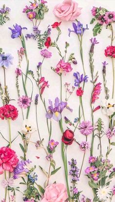 an assortment of flowers arranged on a white background with pink, purple, and green stems