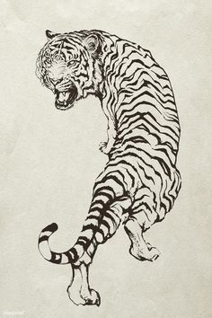 a black and white drawing of a tiger