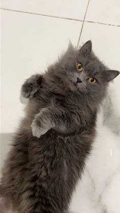 a gray cat standing on its hind legs in front of a white tiled wall and floor