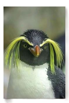 a close up of a penguin with yellow hair