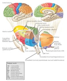 diagram of the human brain with labels on each section and labeled parts labelled below it