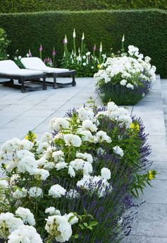 some white flowers are in the middle of a garden with hedges and lounge chairs behind them