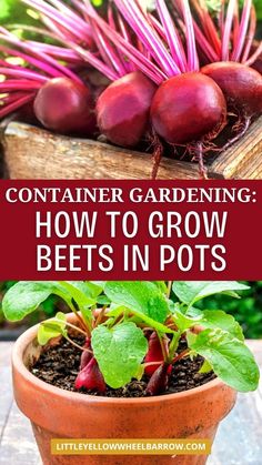 a potted plant with beets growing out of it and the title container gardening how to grow bees in pots