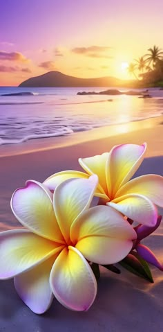 two flowers on the beach at sunset with palm trees in the backgrounnd