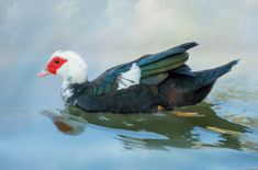 a black and white duck floating on top of water with its wings spread wide open