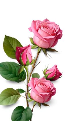 three pink roses with green leaves are on a white background and one is in the foreground