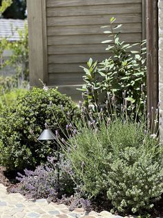 a garden with purple flowers and green plants next to a brick walkway in front of a house