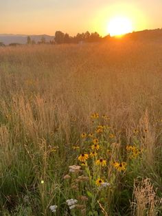 the sun is setting over an open field with wildflowers and grasses in it