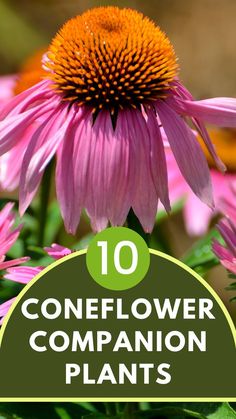 Coneflower Best Companion Plants, How To Grow Lemon, Courtyard Ideas, Planting Tips, Best Perennials, Companion Plants, Berry Bushes, Different Types Of Flowers, Plants To Grow