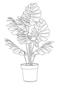 a drawing of a potted plant with large leaves in black and white on a white background