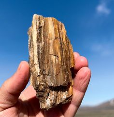 a person holding up a piece of wood in their left hand, against a blue sky