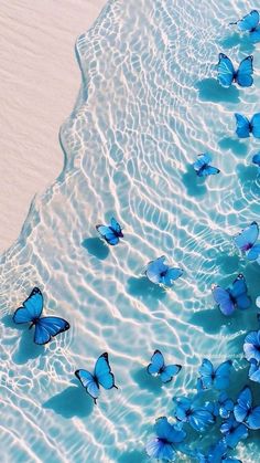 many blue butterflies floating in the water on top of a white sand beach with ripples