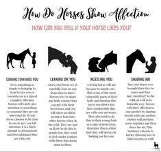 how do horses show affection? info sheet with horse silhouettes and caption below