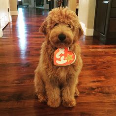 a brown dog sitting on top of a wooden floor next to a doorway with an orange and white tag in it's mouth