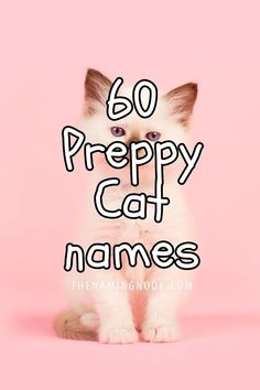 a white kitten with the words, 60 preppy cat names