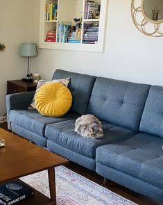 a living room with a blue couch and a cat sitting on the back of it