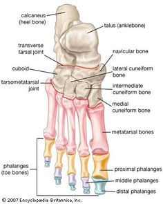 the anatomy of the foot and ankle