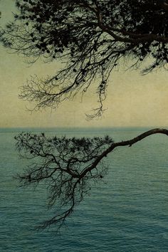 a tree branch hanging over the water with no leaves on it and an ocean in the background