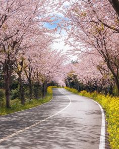 the road is lined with blooming cherry trees