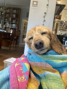 a dog is wrapped up in a blanket and looking at the camera with his eyes closed