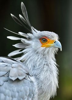 a close up of a bird with feathers on it's head and wings spread