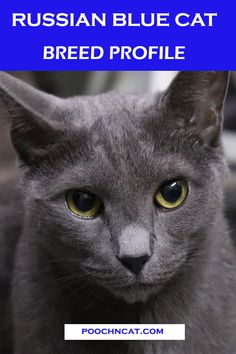 the russian blue cat breed profile is shown in front of an image with text overlay that reads russian blue cat breed profile