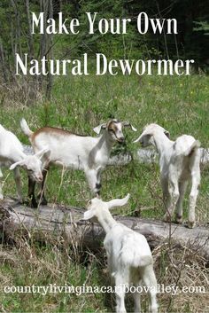 four goats are standing on a log in the grass with trees behind them and text overlay that reads make your own natural deworner