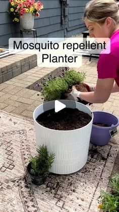 a woman is placing plants in buckets on the ground with text overlay that reads mosquito repellent planter