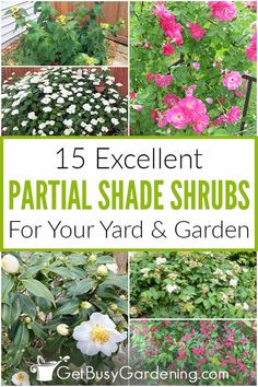 several different types of plants and flowers with text overlay that reads 15 excellent partial shade shrubs for your yard & garden